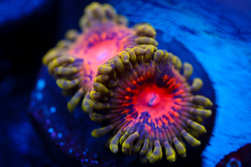 Marvin the Martian Zoa