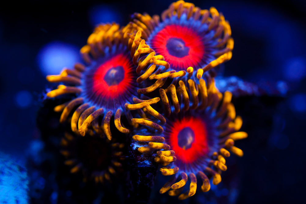 Eagle Eyes Zoa 2