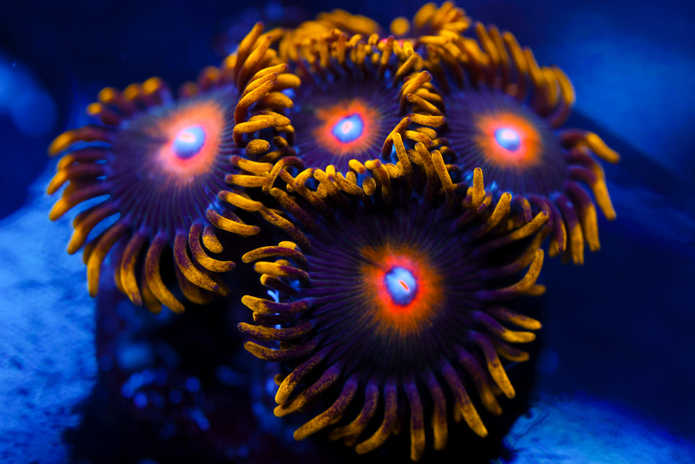 Scrambled Eggs Zoa