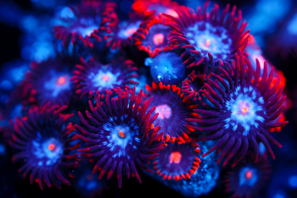 Mystique + Snitches Zoa