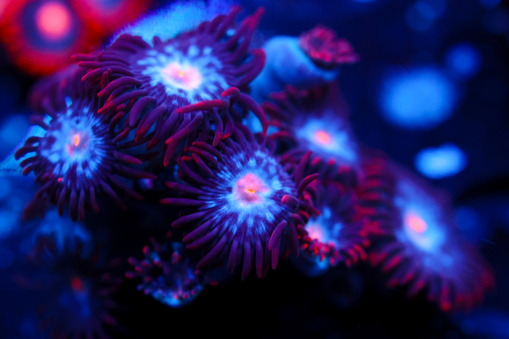 Mystique Zoa