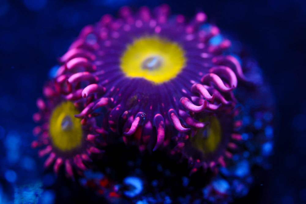 CB Omega Zoa