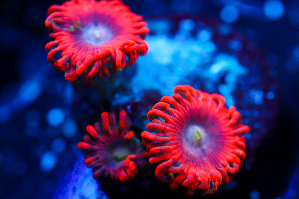 Lunar Eclipse Zoa