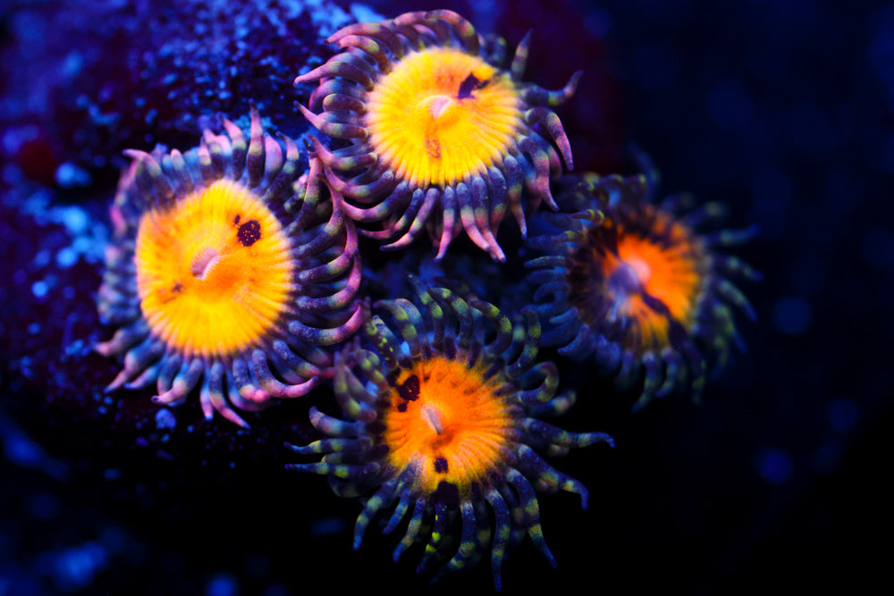 GB Butt Muncher Zoa