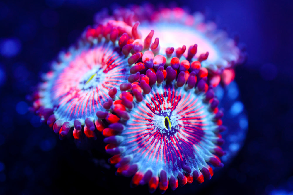White Zombie Zoa