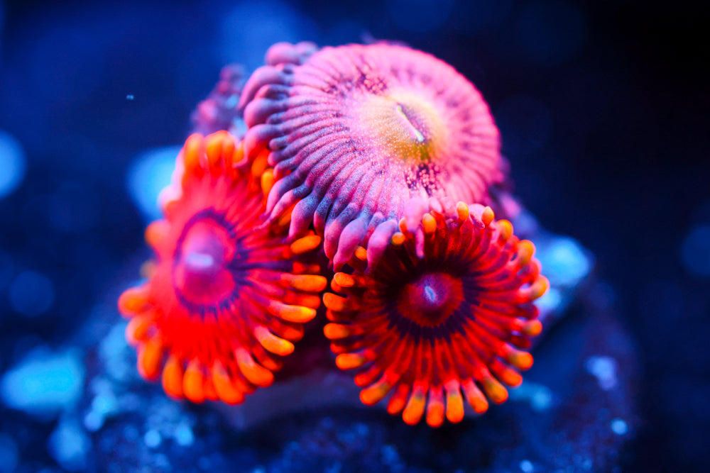 Burning Ember + JF Crybaby Zoa