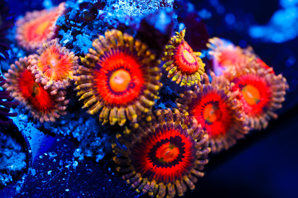 Rainbow Incinerator Zoa