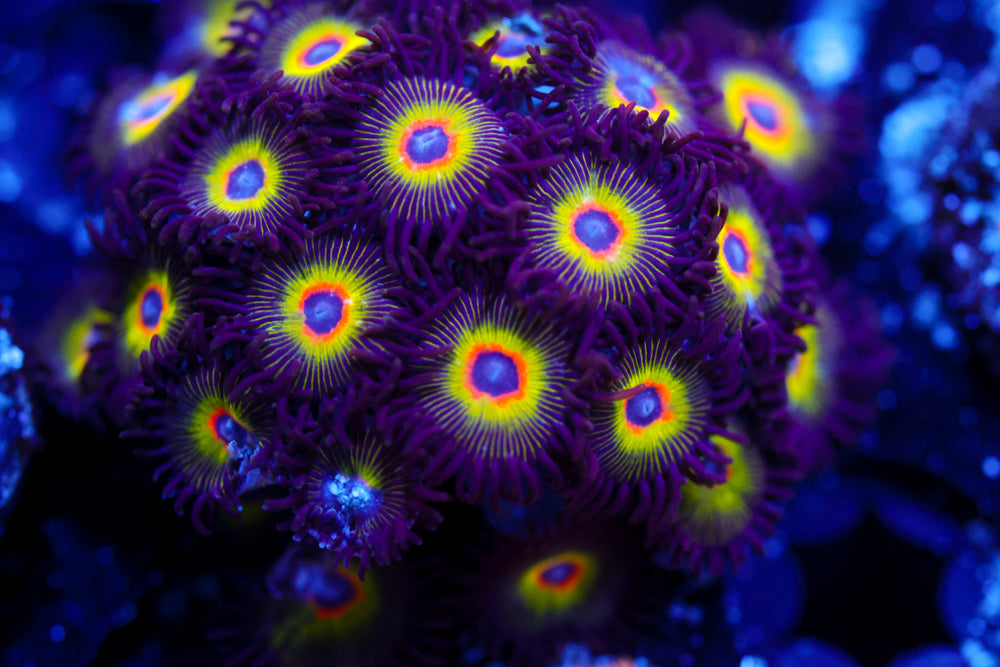 Bob Marley Zoa Colony