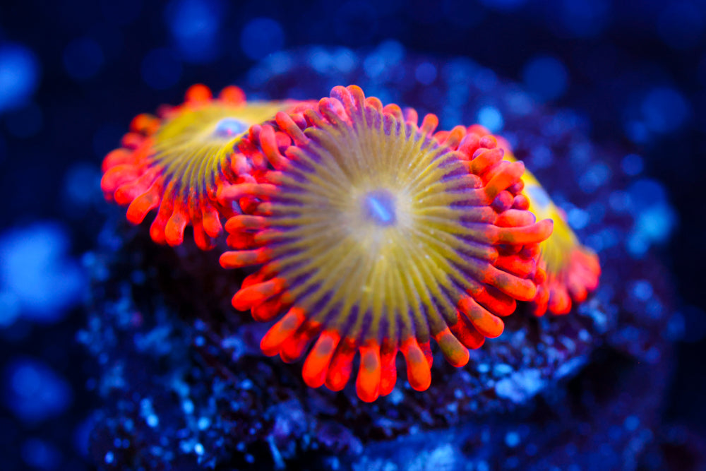 Electric Oompa Loompa Zoa