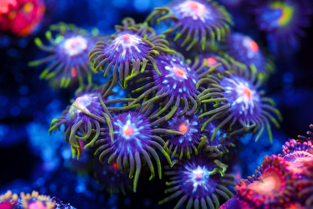 JF Star Gazer Zoa Colony