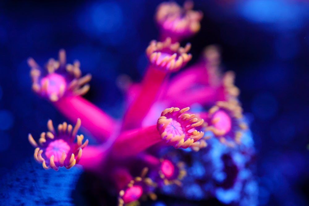 CB Fireball Goniopora