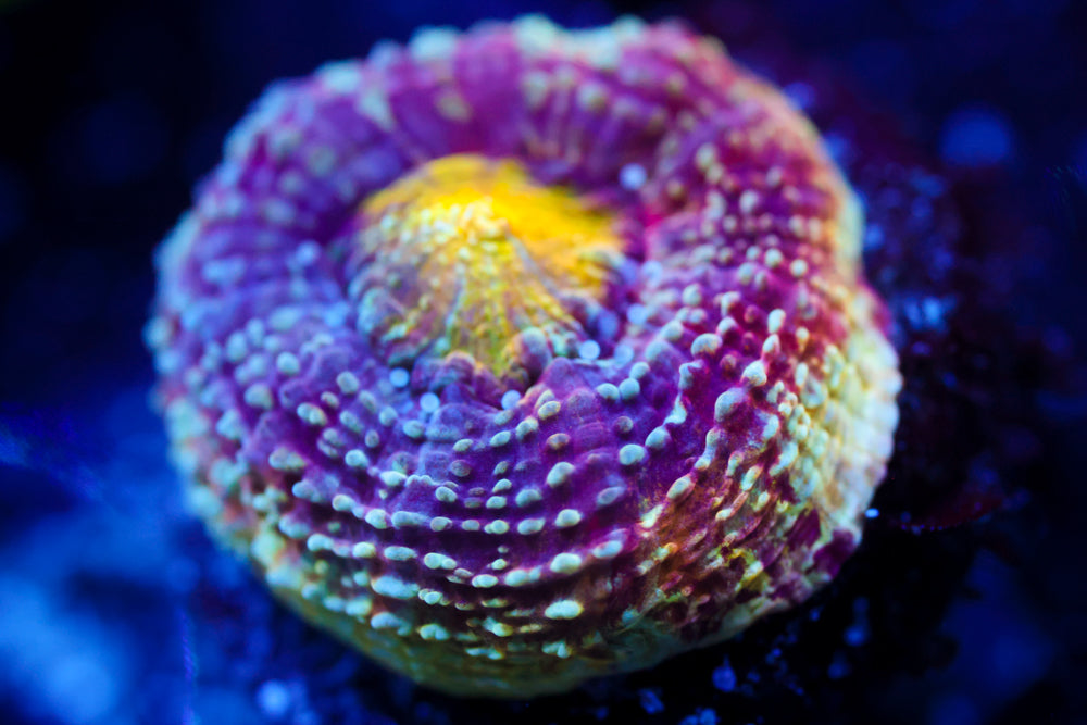 CV Rainbow Master Bowerbanki