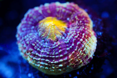 CV Rainbow Master Bowerbanki