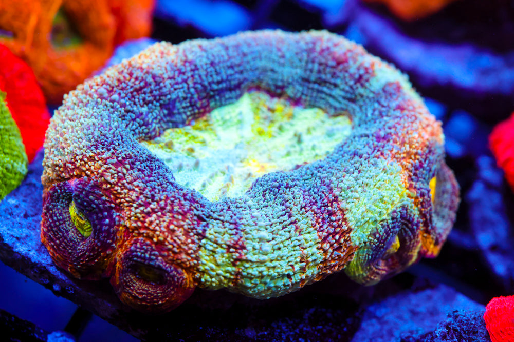 CV Rainbow Master Bowerbanki