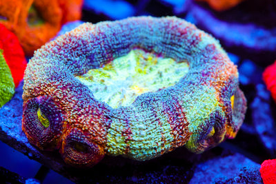 CV Rainbow Master Bowerbanki