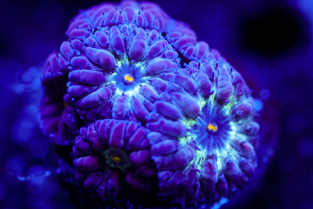 Black Raven Blasto Merletti