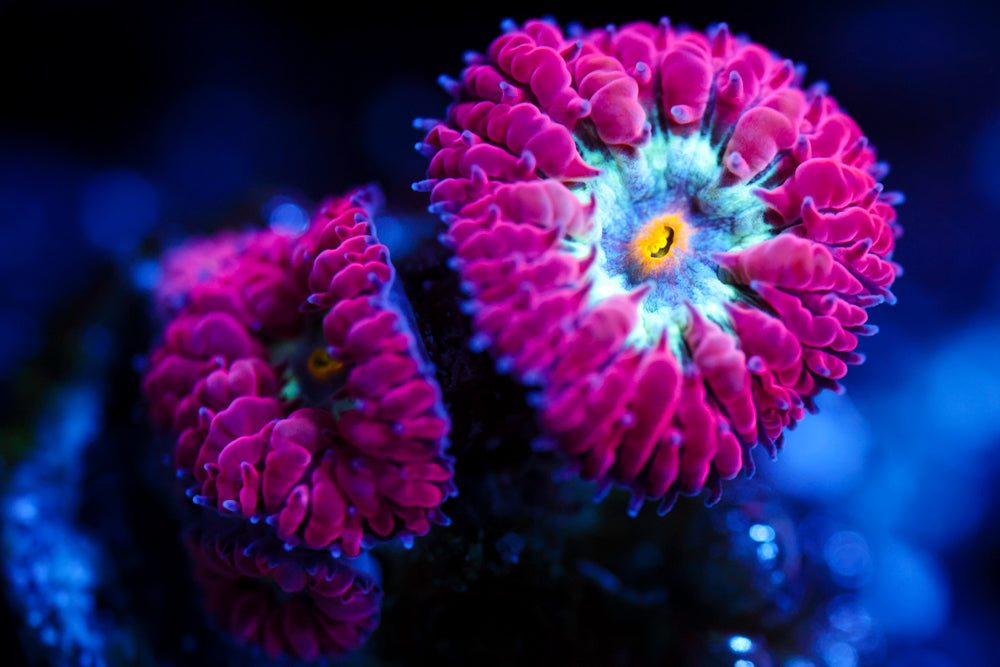 Blue Raven Blasto Merletti