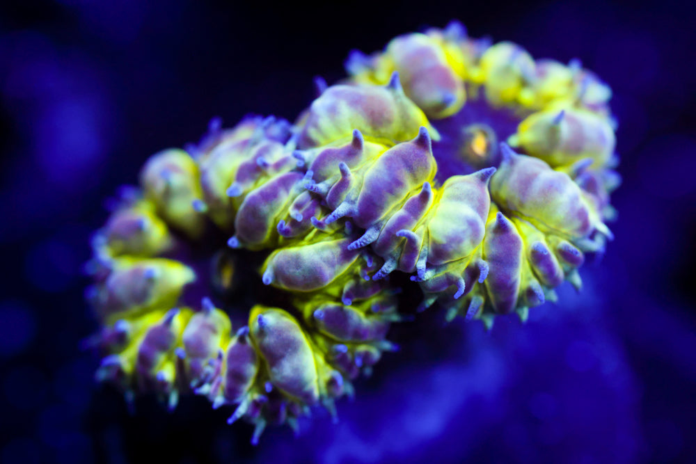 Master PPE Blasto Merletti