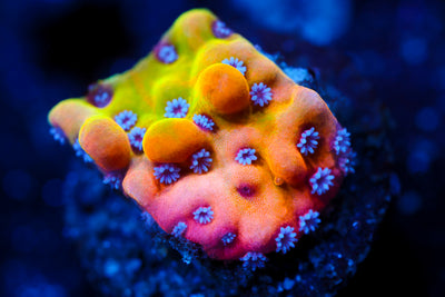 JF Alter Ego Monti (Collector Piece)