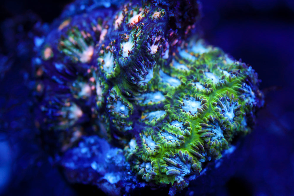 Forzen Blitz Leptastrea