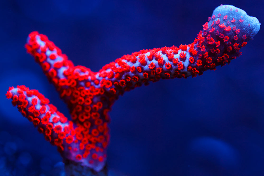 Forest Fire Digitata