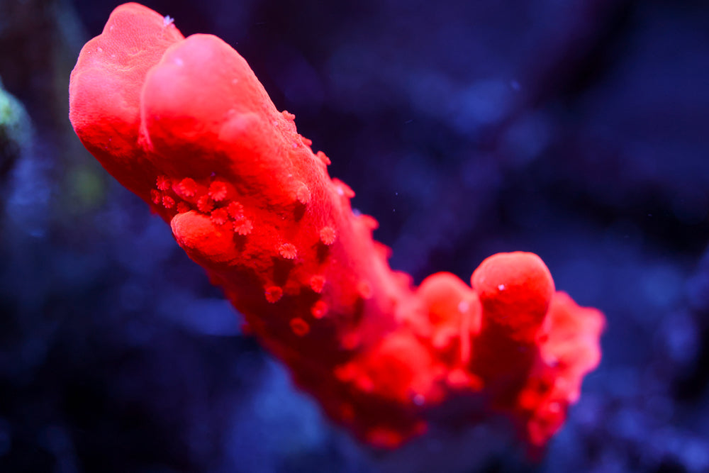 Montipora Branching Setosa