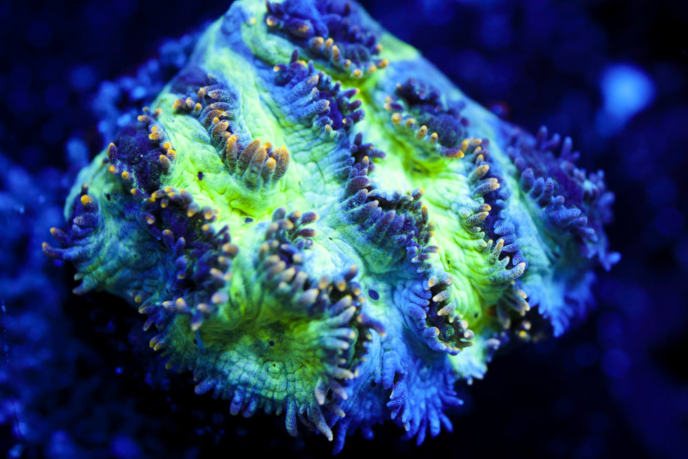 CV Emerald City Hydnophora