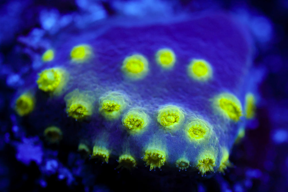 Neon Scroll Coral