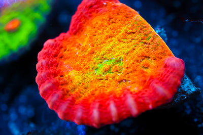 ARC Ludicrous Chalice