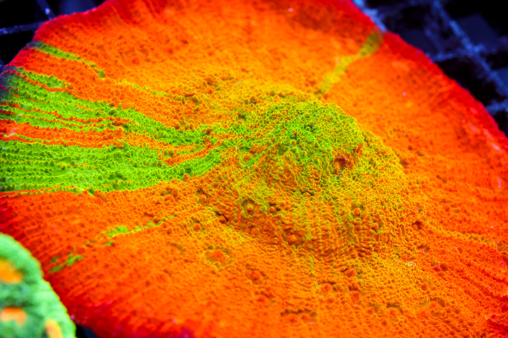 ARC Ludicrous Chalice