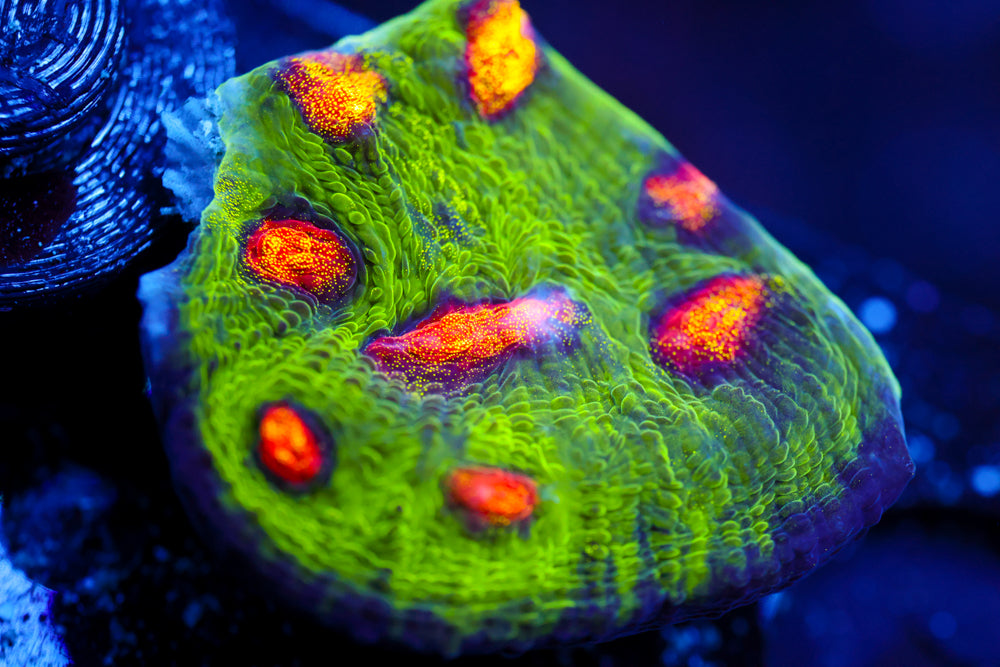 JF Raja Rampage Chalice