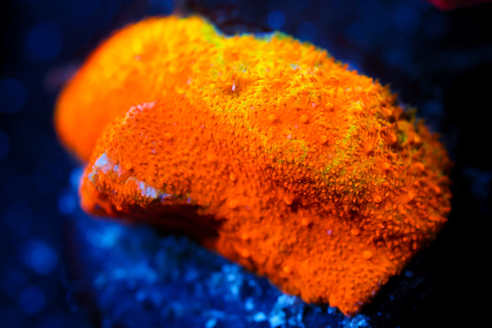 Watermelon Psammocora