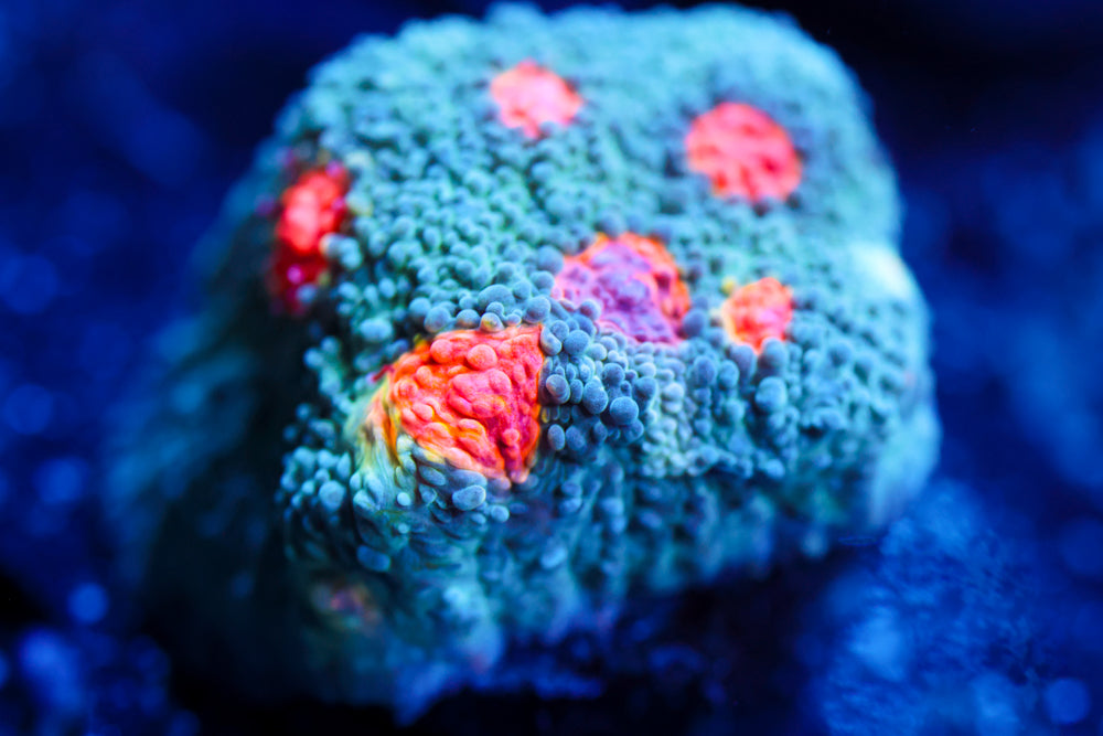 Miami Hurricane Chalice