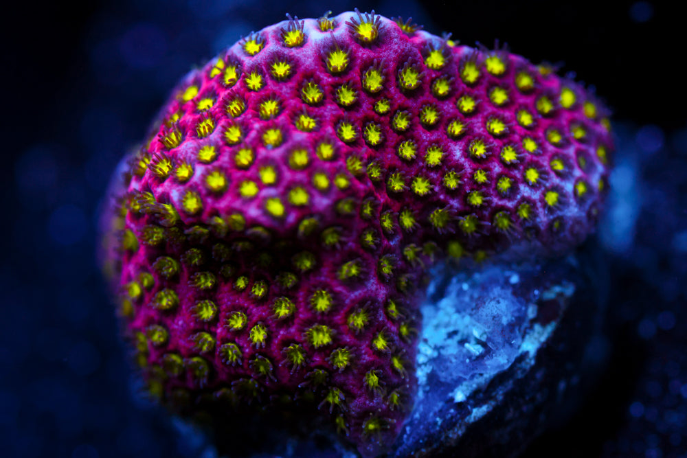 Electric Daisy Stylocoeniella