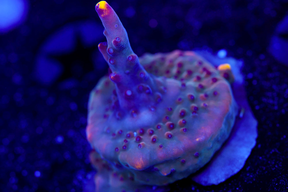 JF Fox Flame Acro