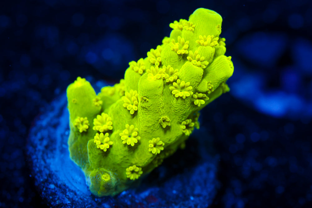 CV Green Lantern Acro