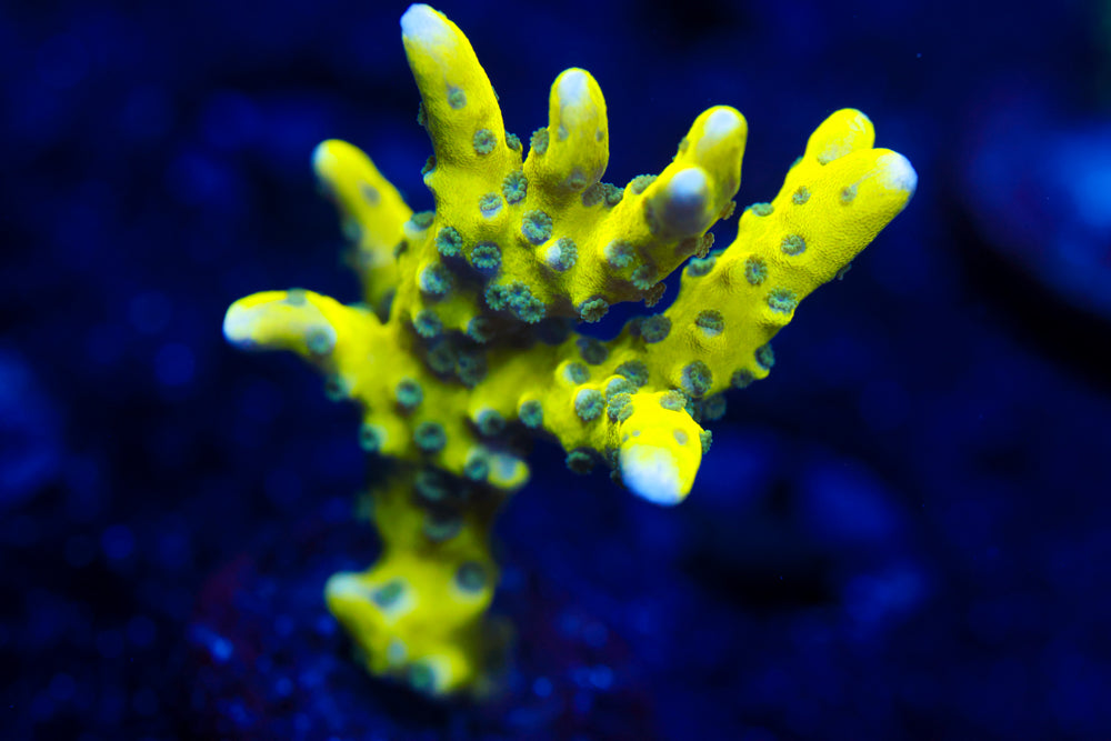 The Thing Anacropora