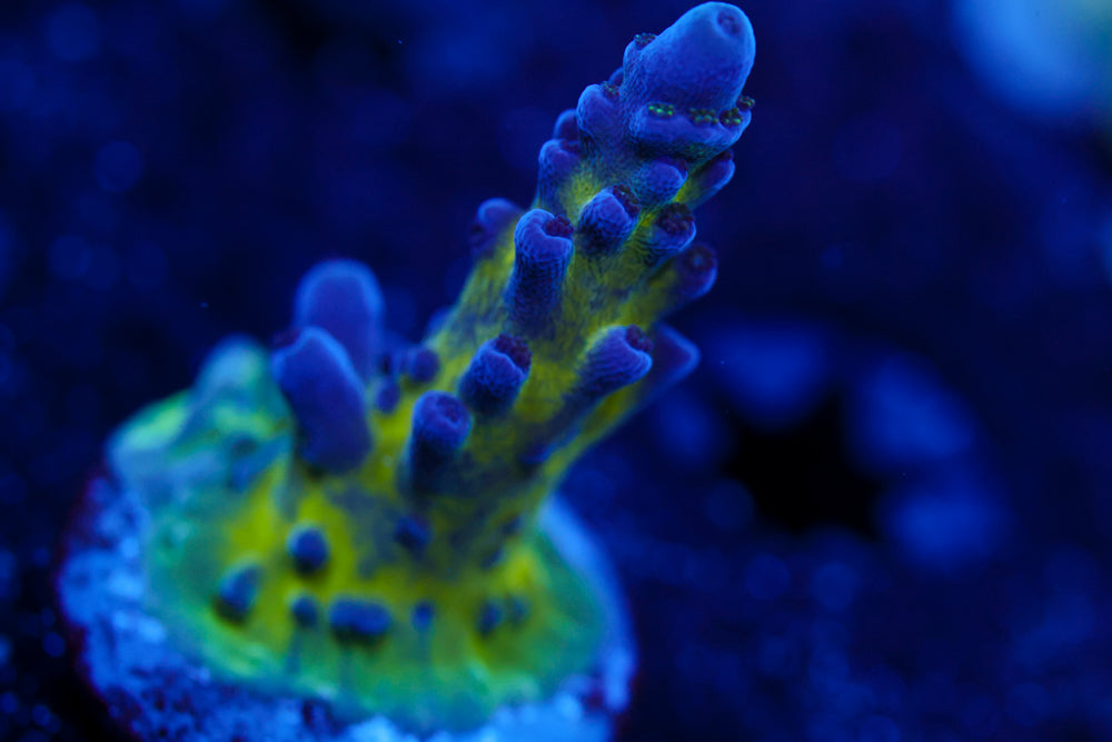 Nick's Purple Passion Acro