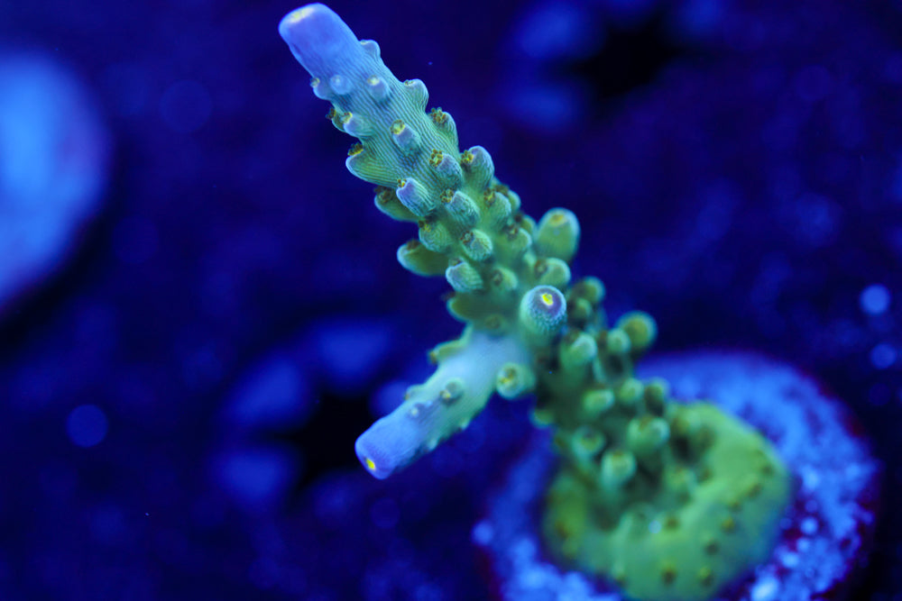 Tricolor Valida Acro