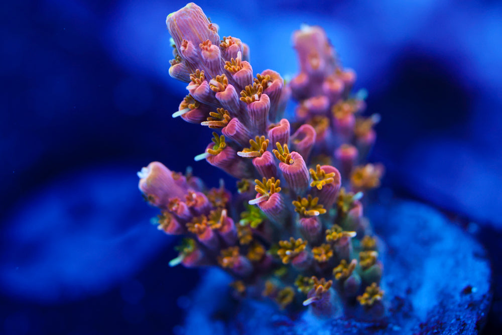 CC Voodoo Majick Acro