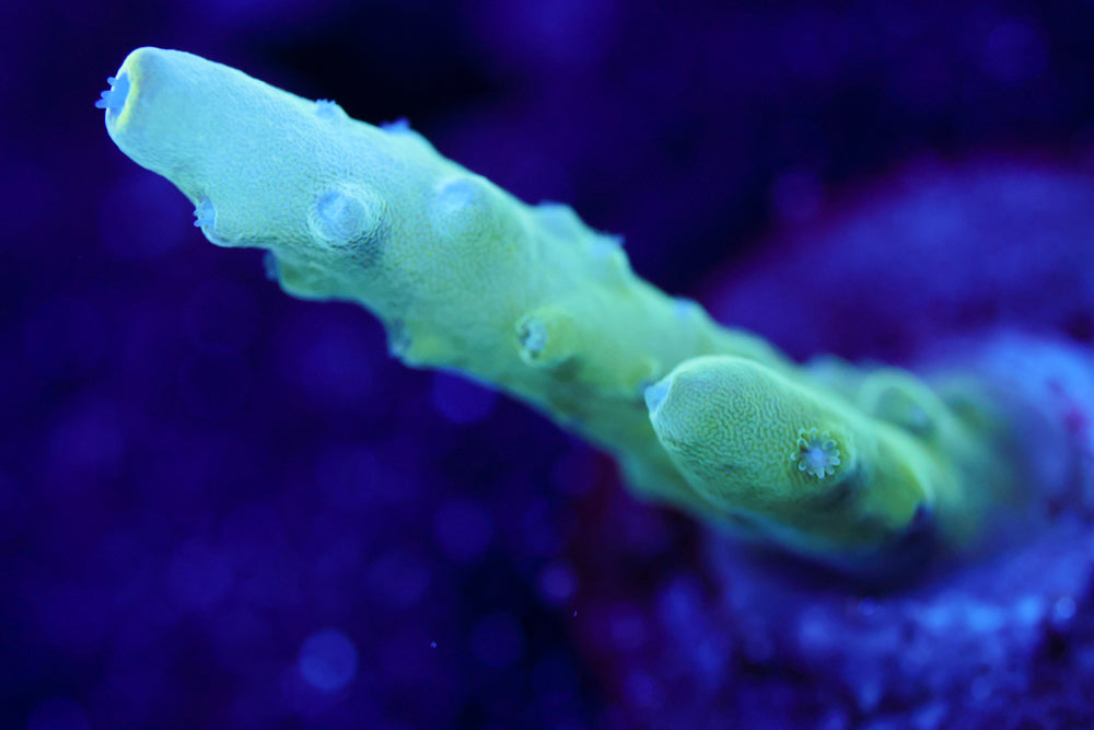 WWC Blue Thunder Acro