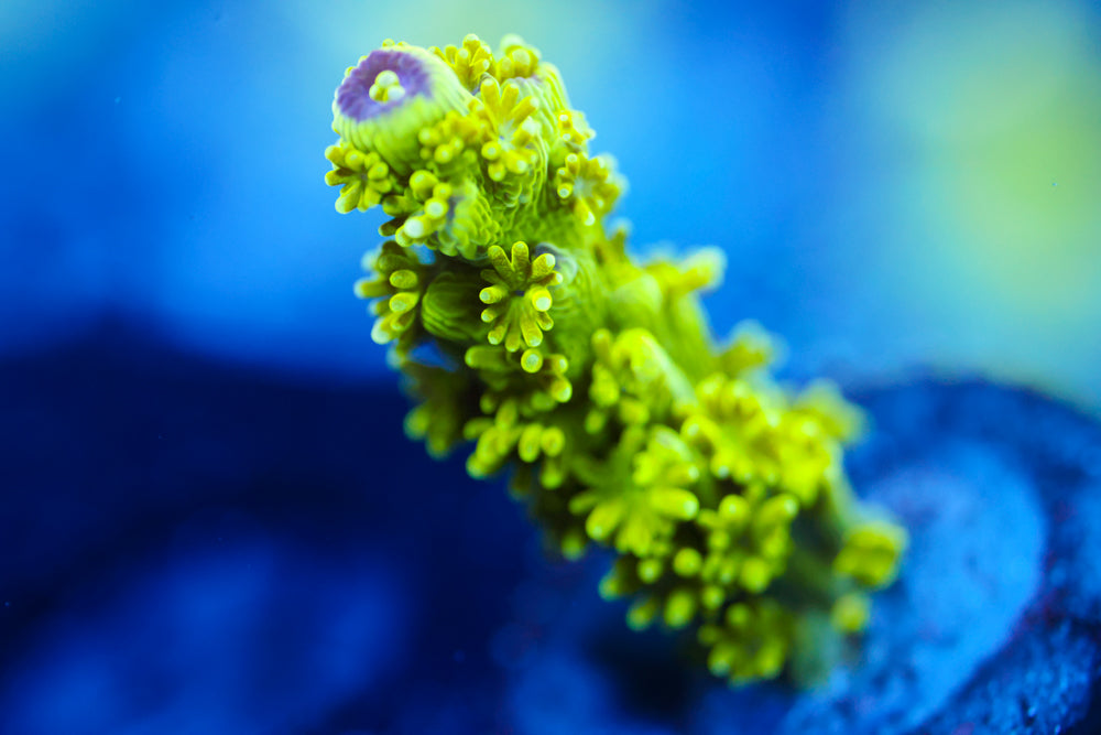 AV99 Orange Crush Acro