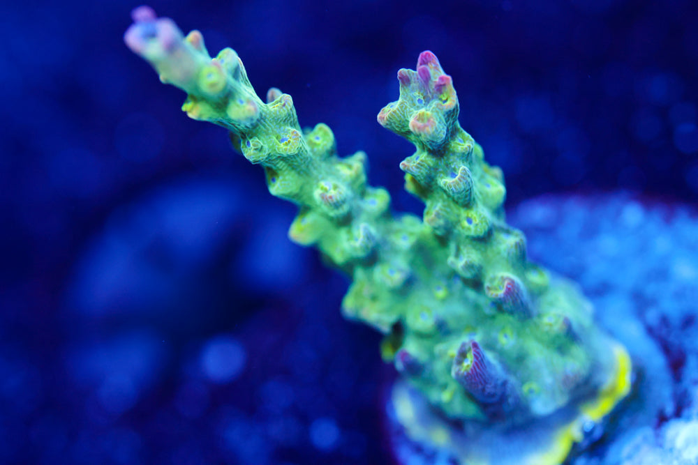 TGC Starry Night Acro