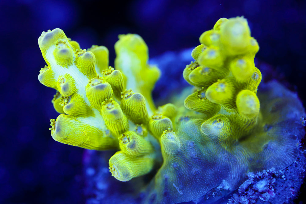 ORa Pearl Berry Acro