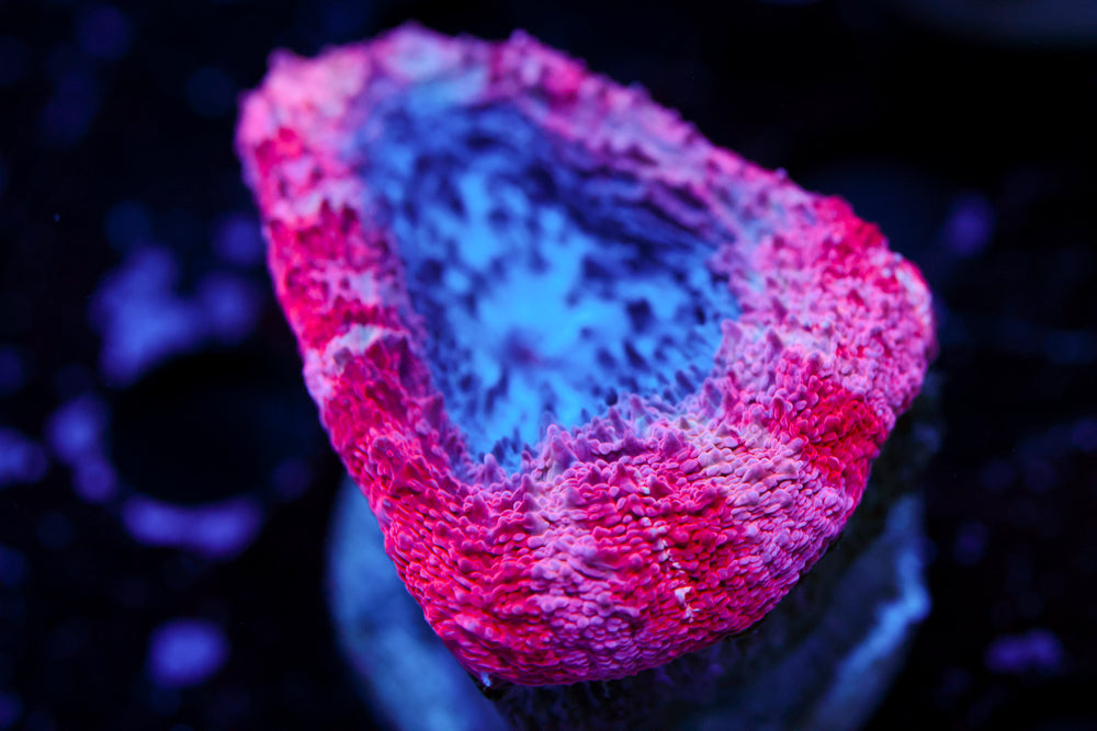 Pink Convict Bowerbanki