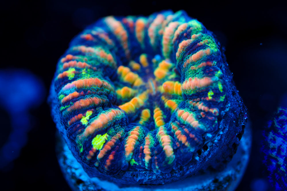 Rainbow Button Scoly