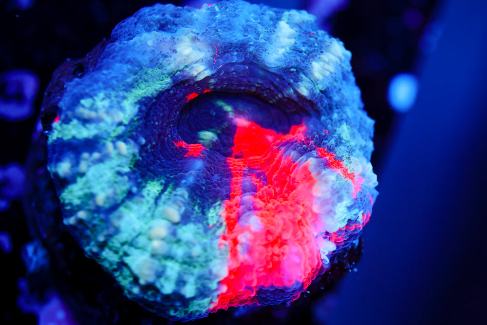 War Paint Scoly (Aquacultured)