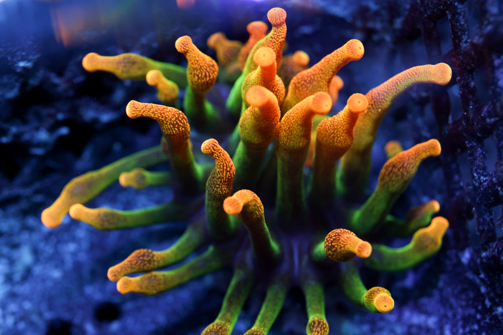 OG Chicago Sunburst Nem