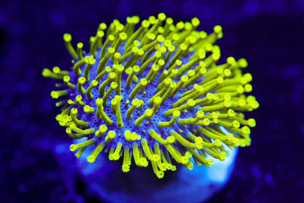 Japanese Neon Toadstool 1