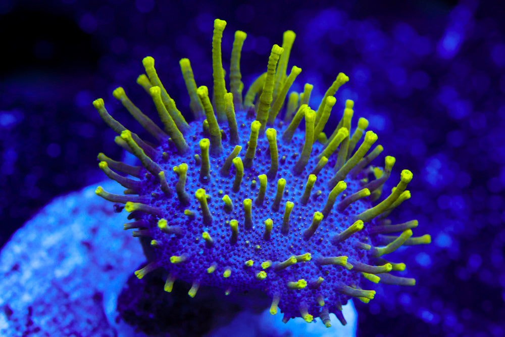 Japanese Neon Toadstool 2